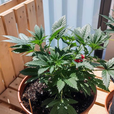 +10 Jahre alte Sativa Bonsai growlog timeline photo