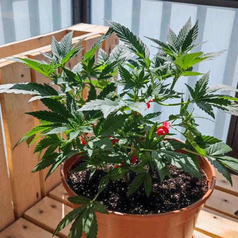 +10 Jahre alte Sativa Bonsai growlog timeline photo