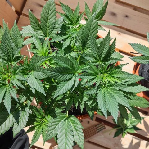 +10 Jahre alte Sativa Bonsai growlog timeline photo