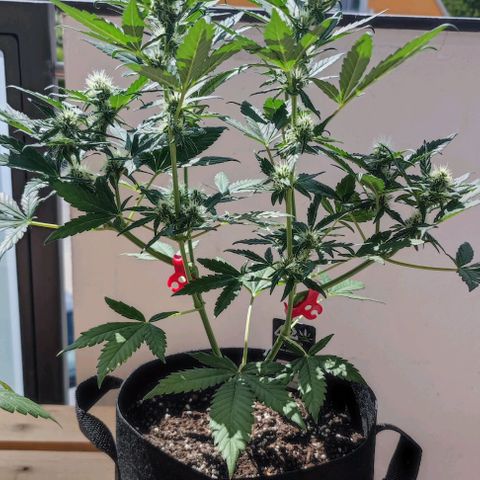 Purple Lemonade growlog timeline photo