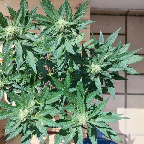 Purple Lemonade growlog timeline photo