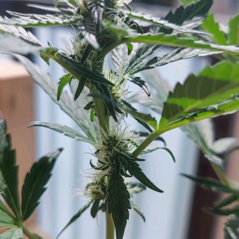 Purple Lemonade growlog timeline photo