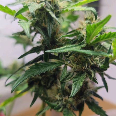 Purple Lemonade growlog timeline photo