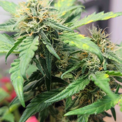 Purple Lemonade growlog timeline photo