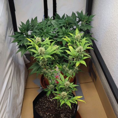 Purple Lemonade growlog photo: Ein Gesamtbild wie die Pflanze nach dem Schädling aussieht. Blüten wachsen aber immernoch.