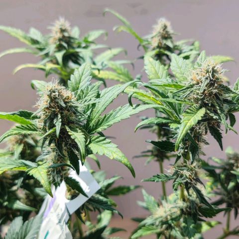 Purple Lemonade growlog photo: Ich denke, bald muss ich ernten