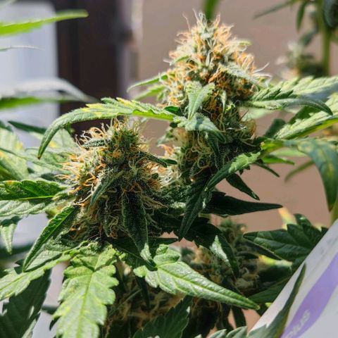 Purple Lemonade growlog photo: Ich denke, bald muss ich ernten