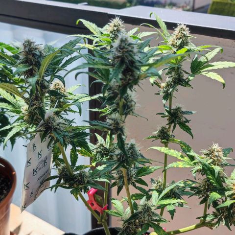 Purple Lemonade growlog photo: Ich denke, bald muss ich ernten
