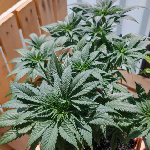 +10 Jahre alte Sativa Bonsai growlog timeline photo