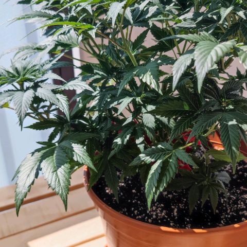 +10 Jahre alte Sativa Bonsai growlog timeline photo