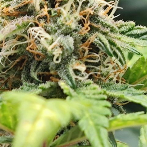 Purple Lemonade growlog timeline photo