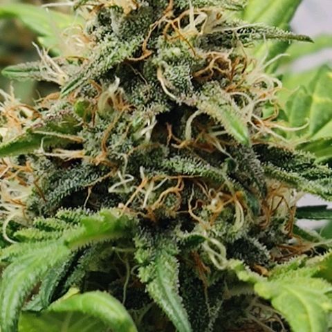 Purple Lemonade growlog timeline photo