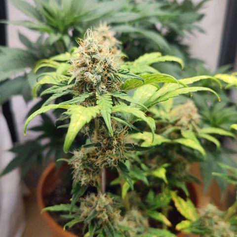 Purple Lemonade growlog timeline photo