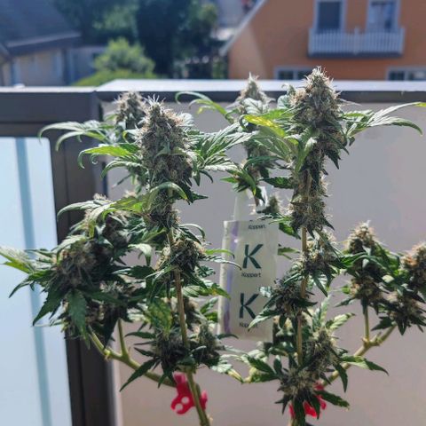 Purple Lemonade growlog timeline photo