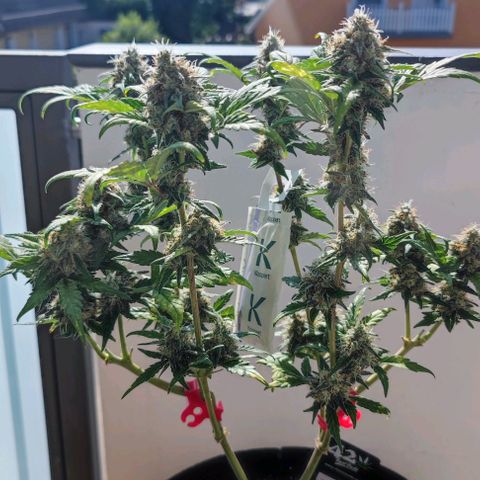 Purple Lemonade growlog timeline photo