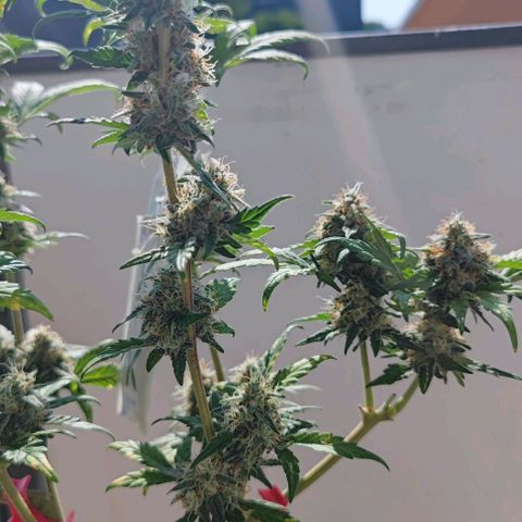 Purple Lemonade growlog timeline photo