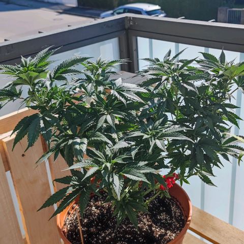 +10 Jahre alte Sativa Bonsai growlog timeline photo
