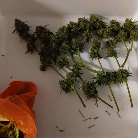 Purple Lemonade growlog photo: Die großen Blätter habe ich alle abgestutz, bis nur noch die Bud's und paar wenige kleine Blätter dran sind. Getrocknet soll im Zelt werden und die Temperatur soll noch auf 20° reguliert werden.