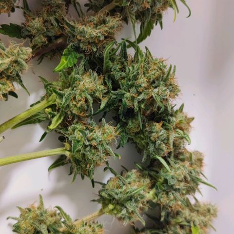 Purple Lemonade growlog photo: Die großen Blätter habe ich alle abgestutz, bis nur noch die Bud's und paar wenige kleine Blätter dran sind. Getrocknet soll im Zelt werden und die Temperatur soll noch auf 20° reguliert werden.