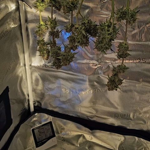 Purple Lemonade growlog photo: Die großen Blätter habe ich alle abgestutz, bis nur noch die Bud's und paar wenige kleine Blätter dran sind. Getrocknet soll im Zelt werden und die Temperatur soll noch auf 20° reguliert werden.