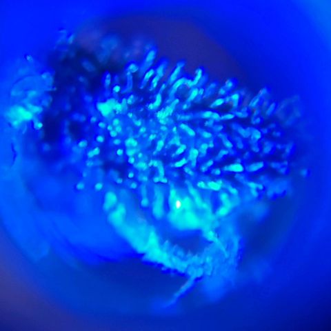 Purple Lemonade growlog timeline photo