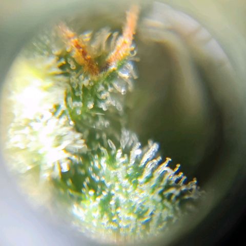 Purple Lemonade growlog timeline photo