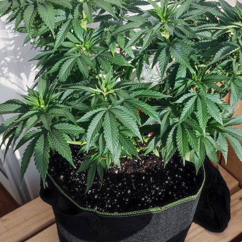+10 Jahre alte Sativa Bonsai growlog photo: Vor dem zuschneiden