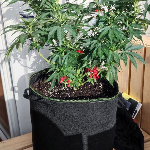 +10 Jahre alte Sativa Bonsai growlog photo: Vor dem zuschneiden
