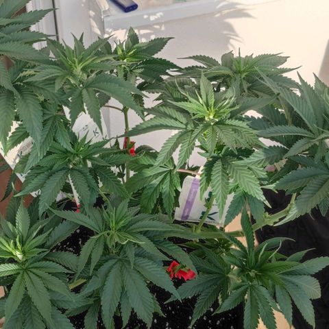 +10 Jahre alte Sativa Bonsai growlog photo: Unterum wieder "sauber".