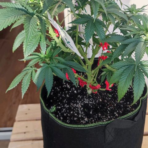 +10 Jahre alte Sativa Bonsai growlog photo: Unterum wieder "sauber".