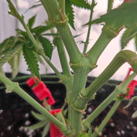 +10 Jahre alte Sativa Bonsai growlog photo: Unterum wieder "sauber".