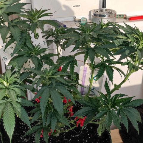 +10 Jahre alte Sativa Bonsai growlog photo: Unterum wieder "sauber".