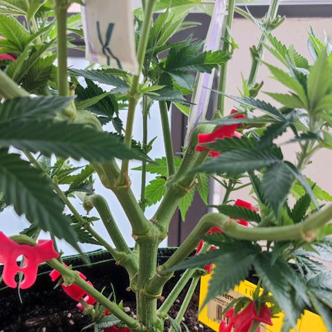 +10 Jahre alte Sativa Bonsai growlog timeline photo