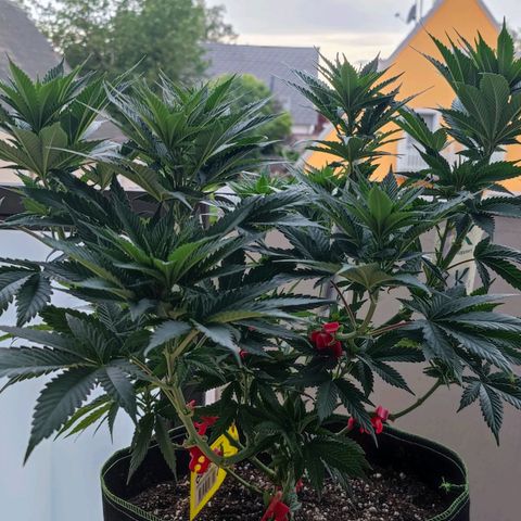 +10 Jahre alte Sativa Bonsai growlog timeline photo
