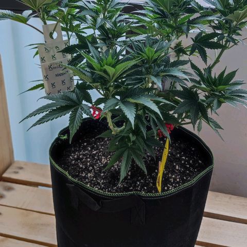 +10 Jahre alte Sativa Bonsai growlog timeline photo