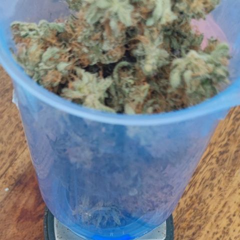 Purple Lemonade growlog timeline photo