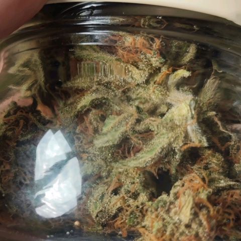 Purple Lemonade growlog timeline photo