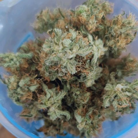 Purple Lemonade growlog timeline photo