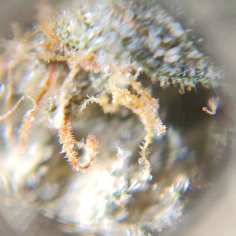 Purple Lemonade growlog timeline photo