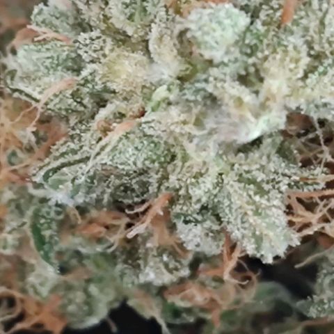 Purple Lemonade growlog timeline photo