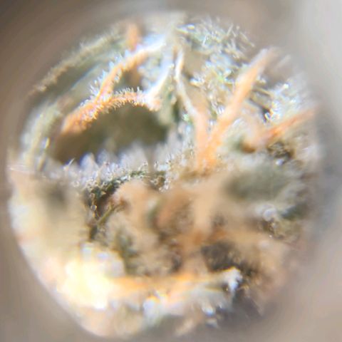 Purple Lemonade growlog timeline photo