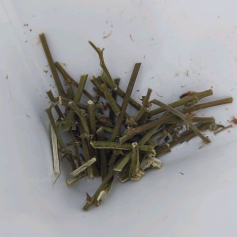 Purple Lemonade growlog photo: Den restlichen Verschnitt (besteht aus dem ersten Schnitt vor dem Trocknen und dem aktuellen), insgesamt 73g, friere ich ein und mache mir daraus Bubble ICE Hash mit 8 filtern und der passenden Maschine.
Alles natürlich erste Probephasen.