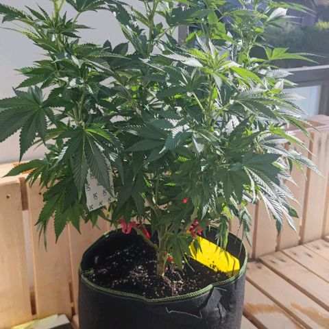 +10 Jahre alte Sativa Bonsai growlog photo: Es ist ein Weiberl 🎉