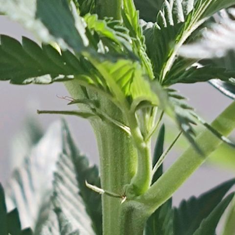 +10 Jahre alte Sativa Bonsai growlog photo: Es ist ein Weiberl 🎉