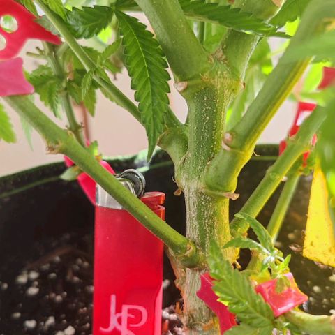 +10 Jahre alte Sativa Bonsai growlog timeline photo