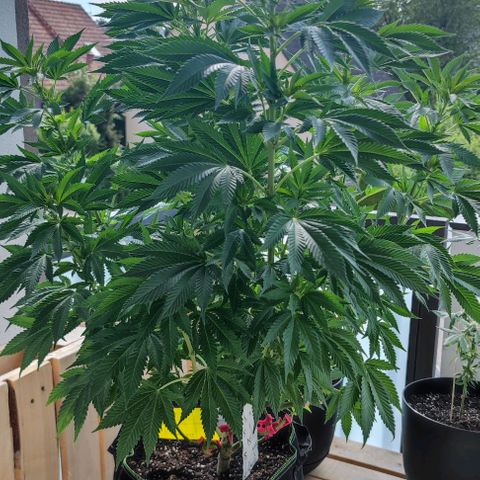 +10 Jahre alte Sativa Bonsai growlog timeline photo