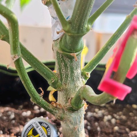 +10 Jahre alte Sativa Bonsai growlog timeline photo