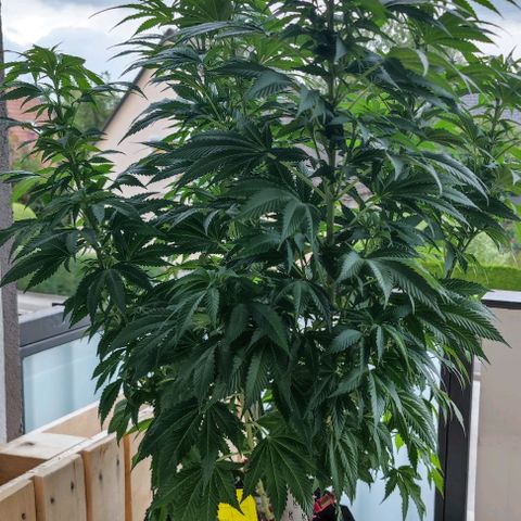 +10 Jahre alte Sativa Bonsai growlog timeline photo