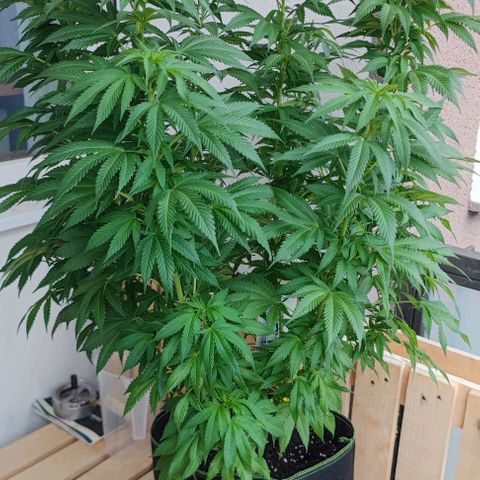 +10 Jahre alte Sativa Bonsai growlog timeline photo