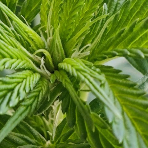 +10 Jahre alte Sativa Bonsai growlog photo: Die ersten Blüten kommen.